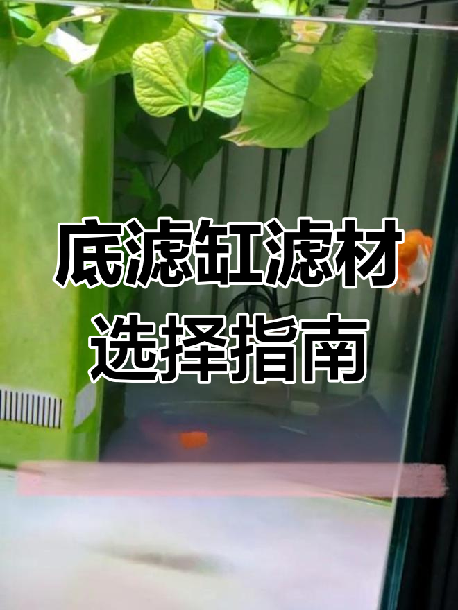 底滤鱼缸滤材挑选与摆放技巧,打造高效过滤系统