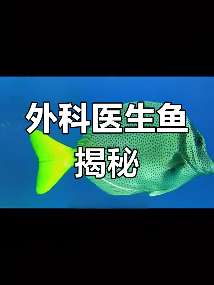 为什么这种鱼被称为“外科医生”?揭秘斑纹光刺猬鱼的独特特征