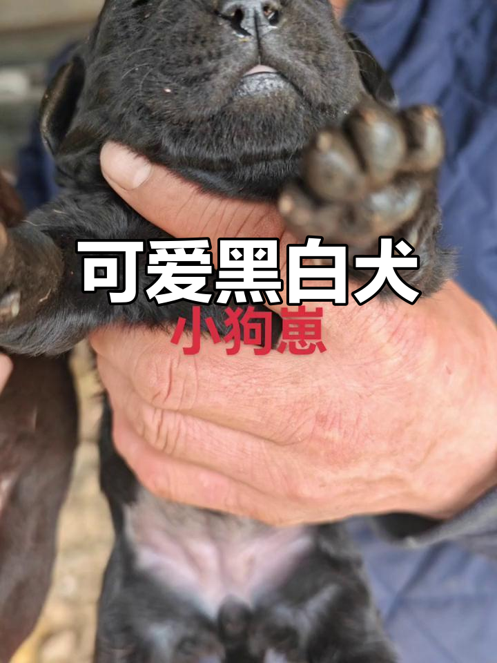 这只黑黄配色的狗崽,颜值爆表,快来关注点赞!