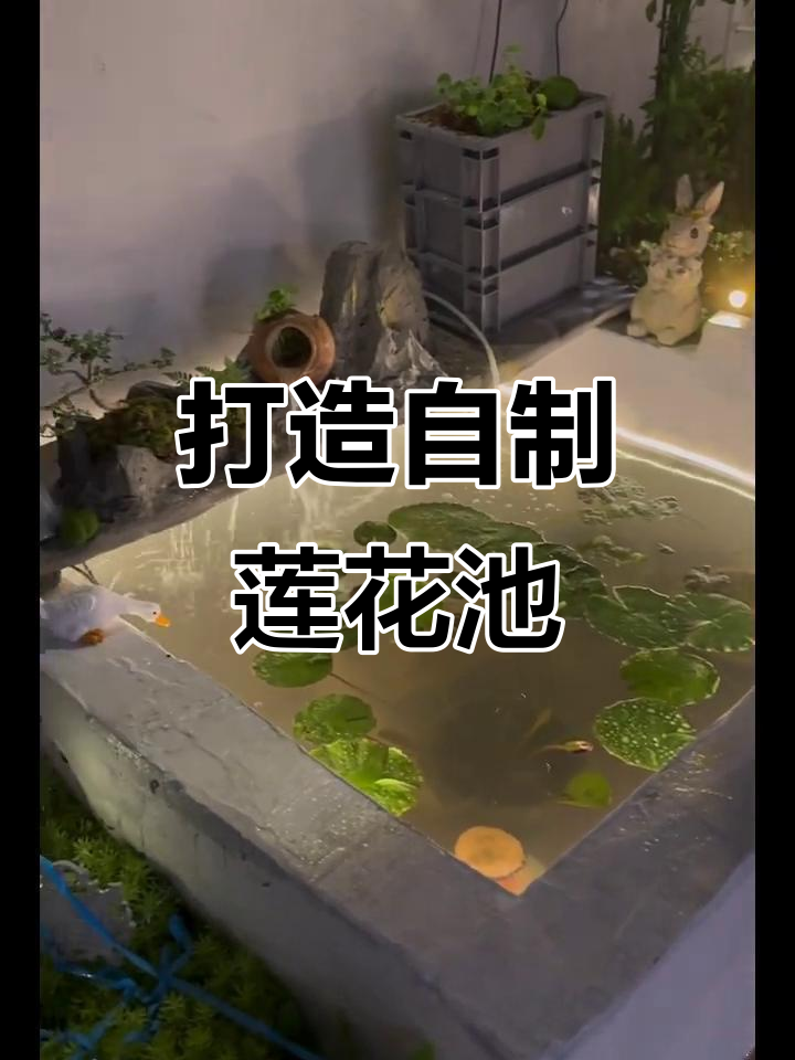 自制水池养睡莲,假山与太阳能灯增添美感