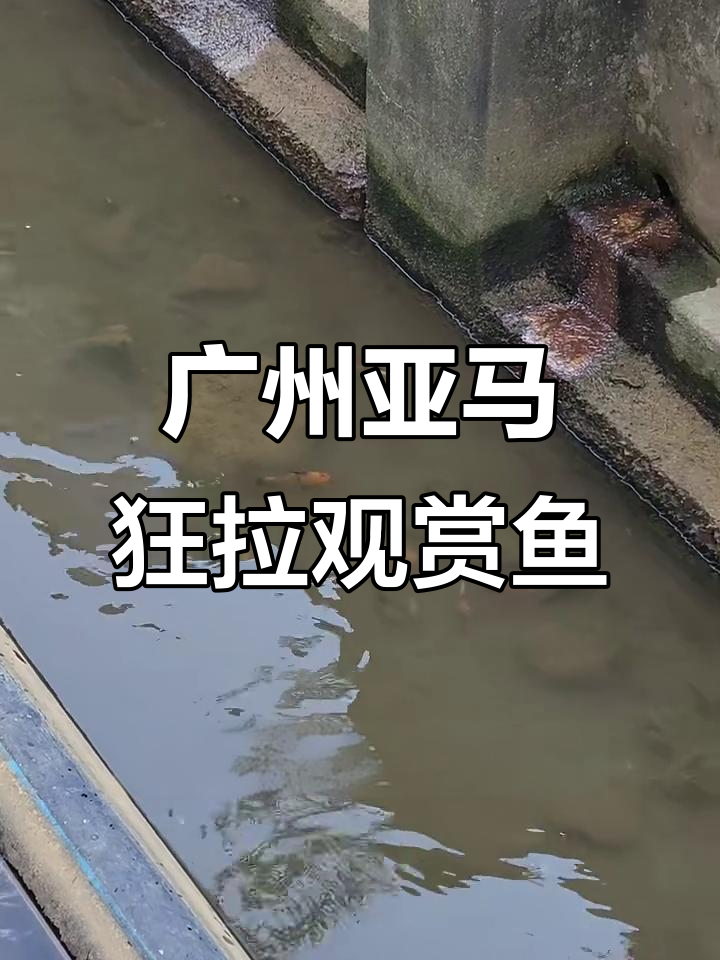 广州亚马逊锦鲤狂钓，浅水沟里鱼群疯狂抢饵