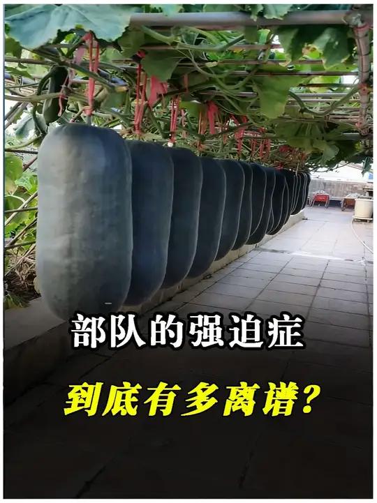 看完部队的菜地和猪圈，你会怀疑人生是不是走错片场了