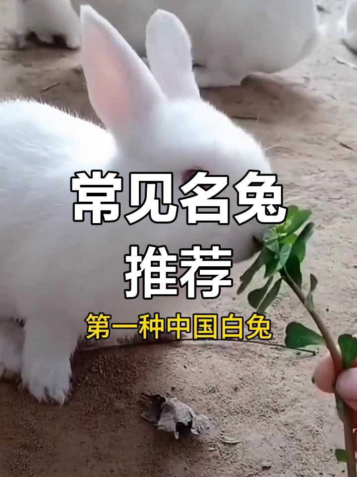 七种常见肉兔品种介绍,适合家庭养殖