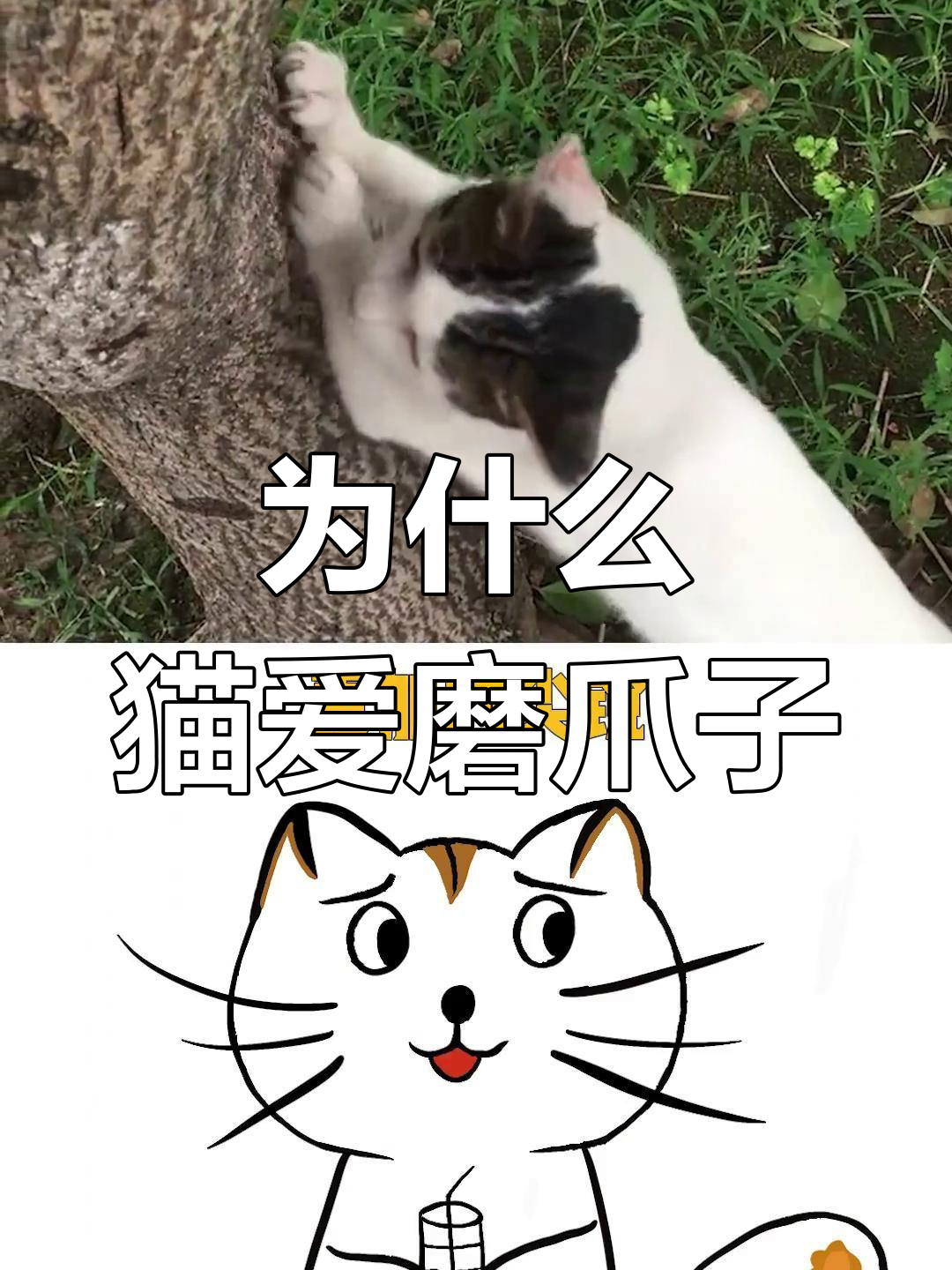 猫咪磨爪子的真正原因,竟然是为了这些!