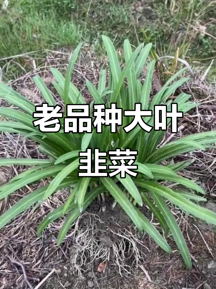 贵州老品种大叶韭菜根,纯天然绿色蔬菜种植技巧