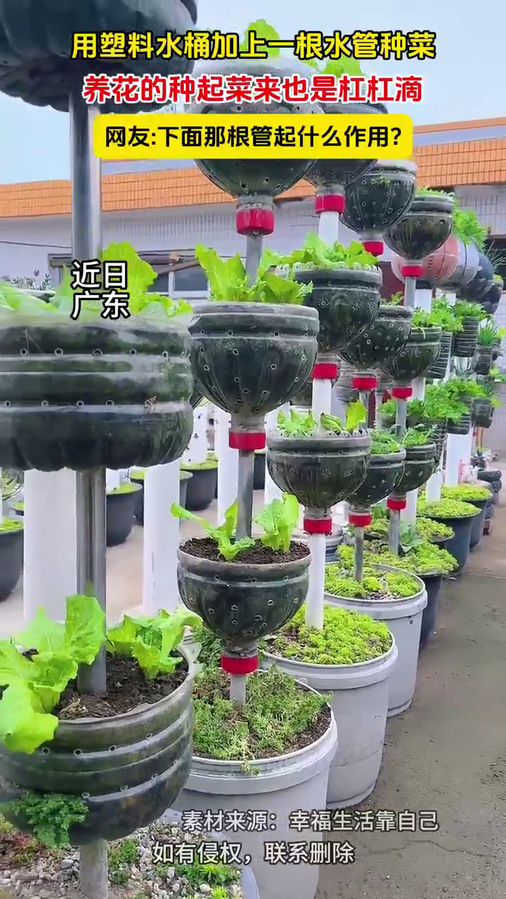 用塑料水桶加上一根水管种菜,养花的种起菜来也是杠杠滴