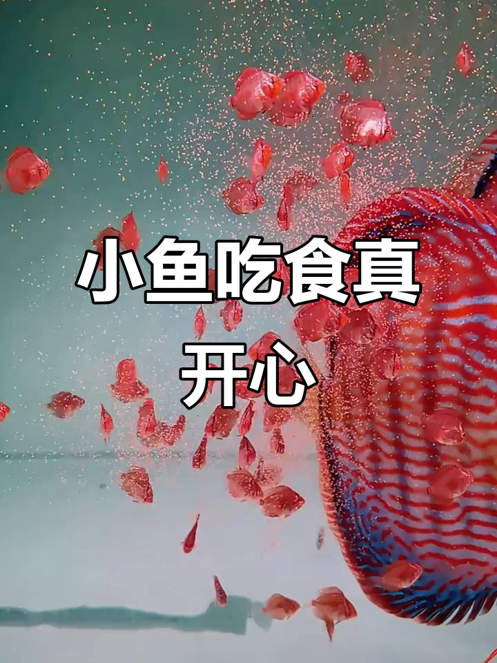 七彩神仙鱼吃食的快乐时光,别被假象蒙蔽