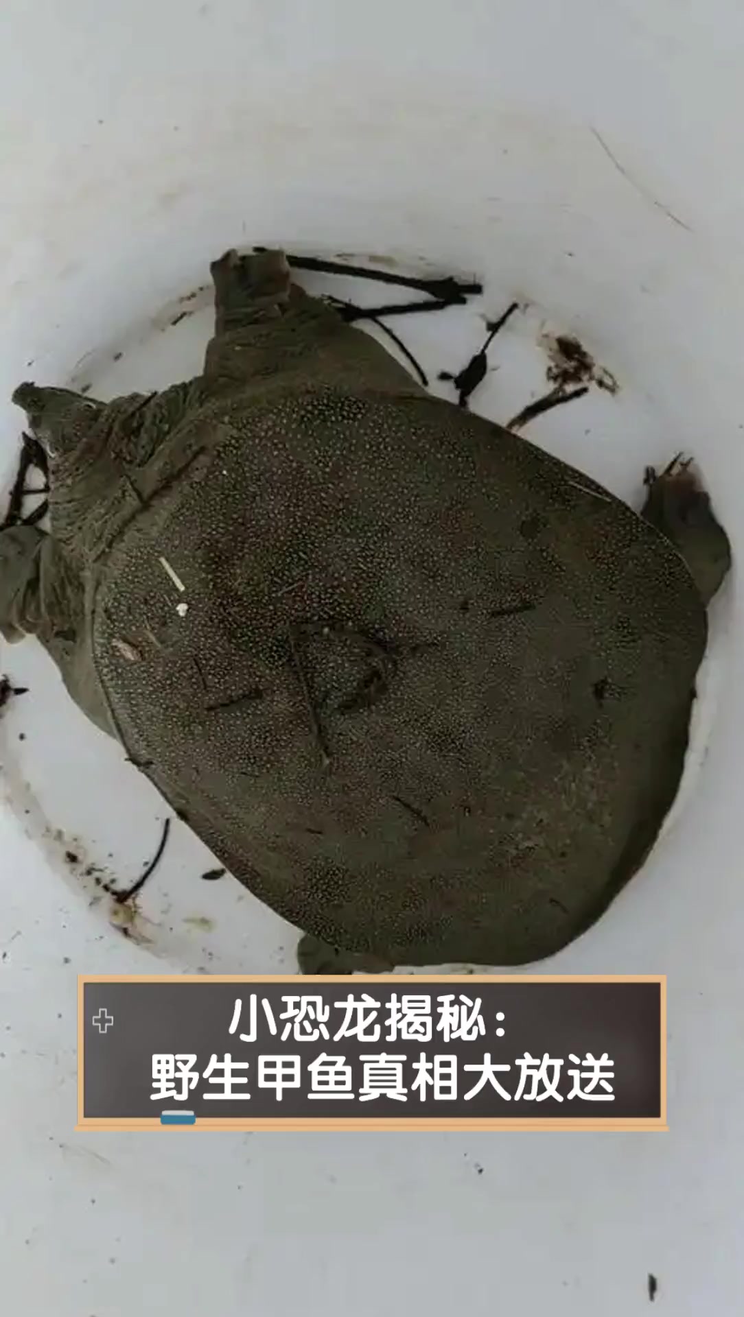 小恐龙揭秘:野生甲鱼真相大放送