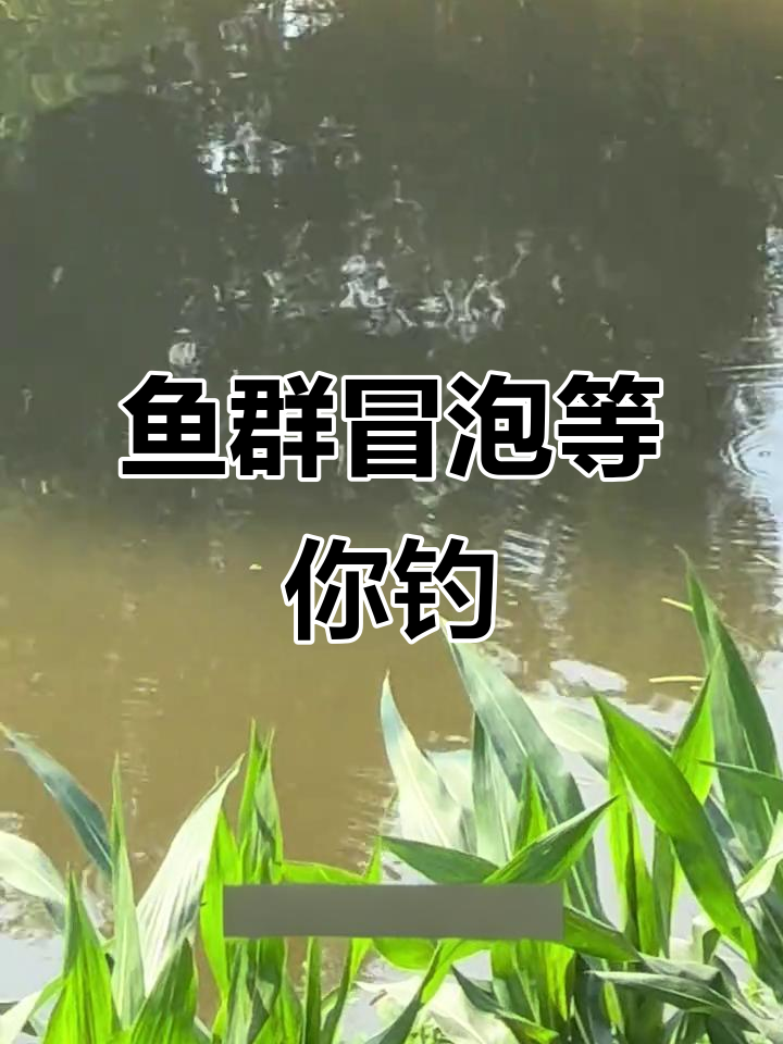 鱼儿吐泡泡,钓鱼爱好者心痒难耐