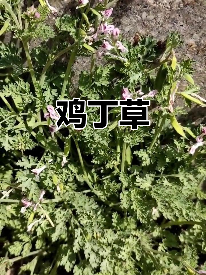 地丁草的别名与功效