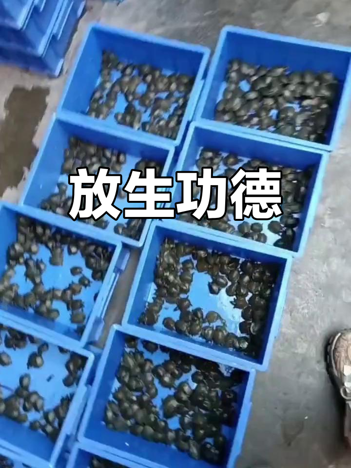 义工放生1420只甲鱼,功德无量,佛塔见证善举