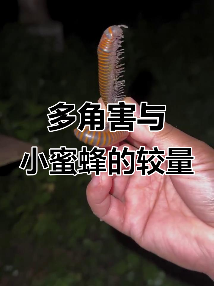 蜜蜂的天敌竟是这只多脚汉,快来看它有多少只脚!