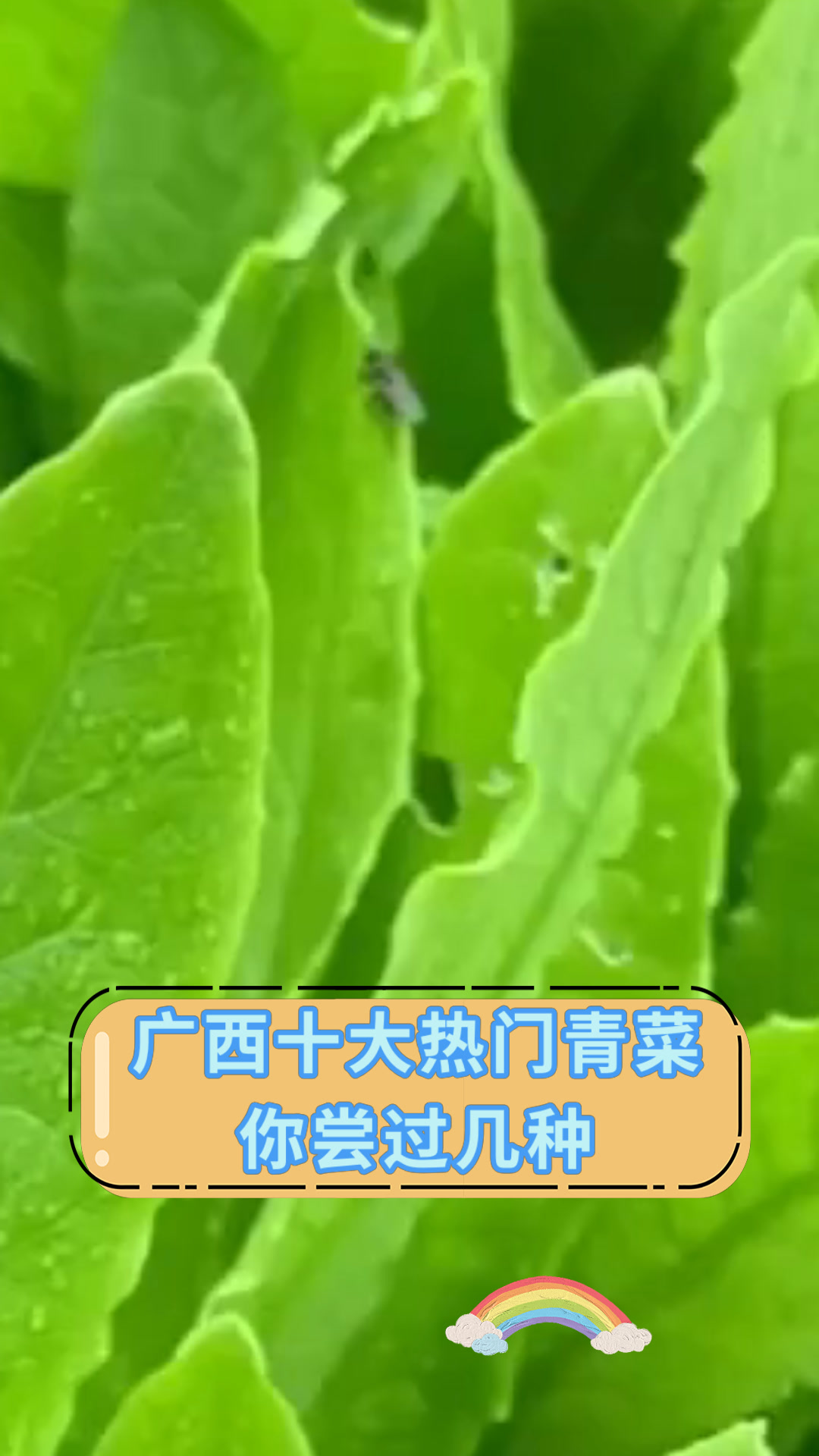 广西十大热门青菜你尝过几种