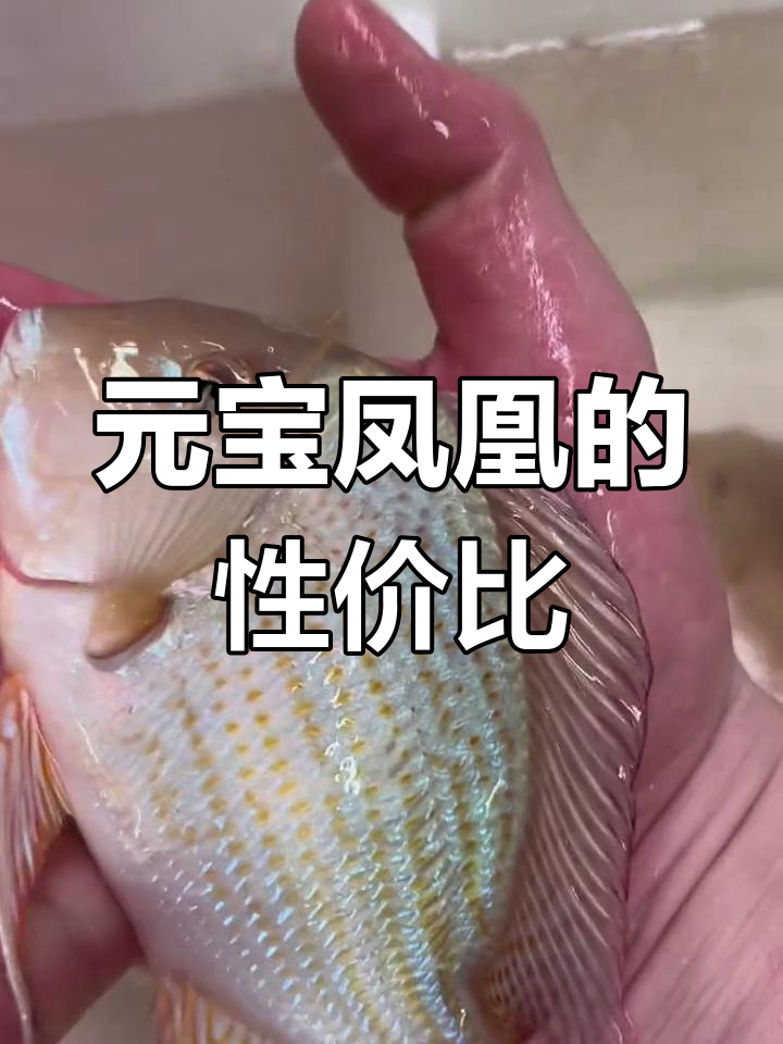 国产元宝凤凰:便宜又实用的选择