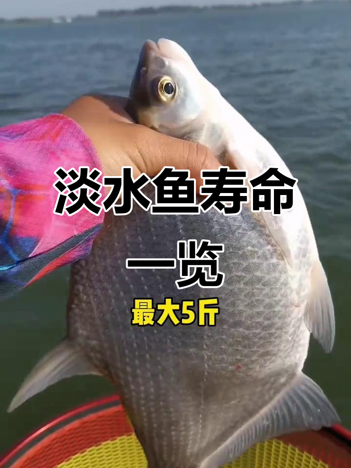 常见淡水鱼寿命与最大体重大揭秘,哪种能活得最长?