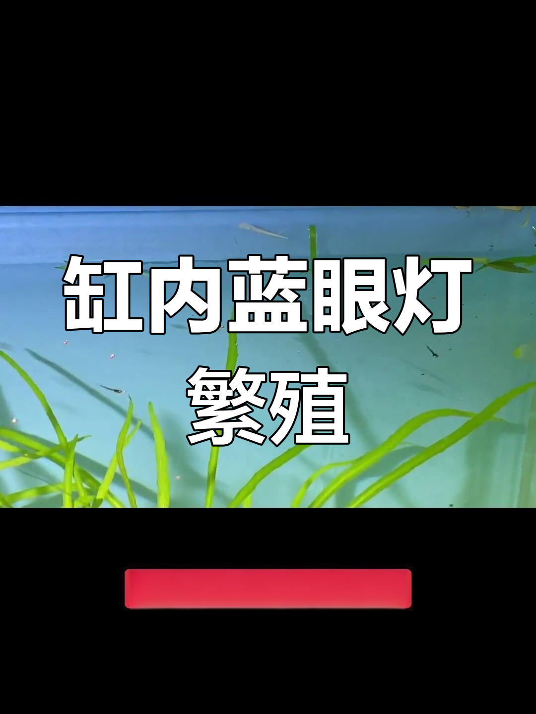 蓝眼灯自然繁殖,惊喜发现