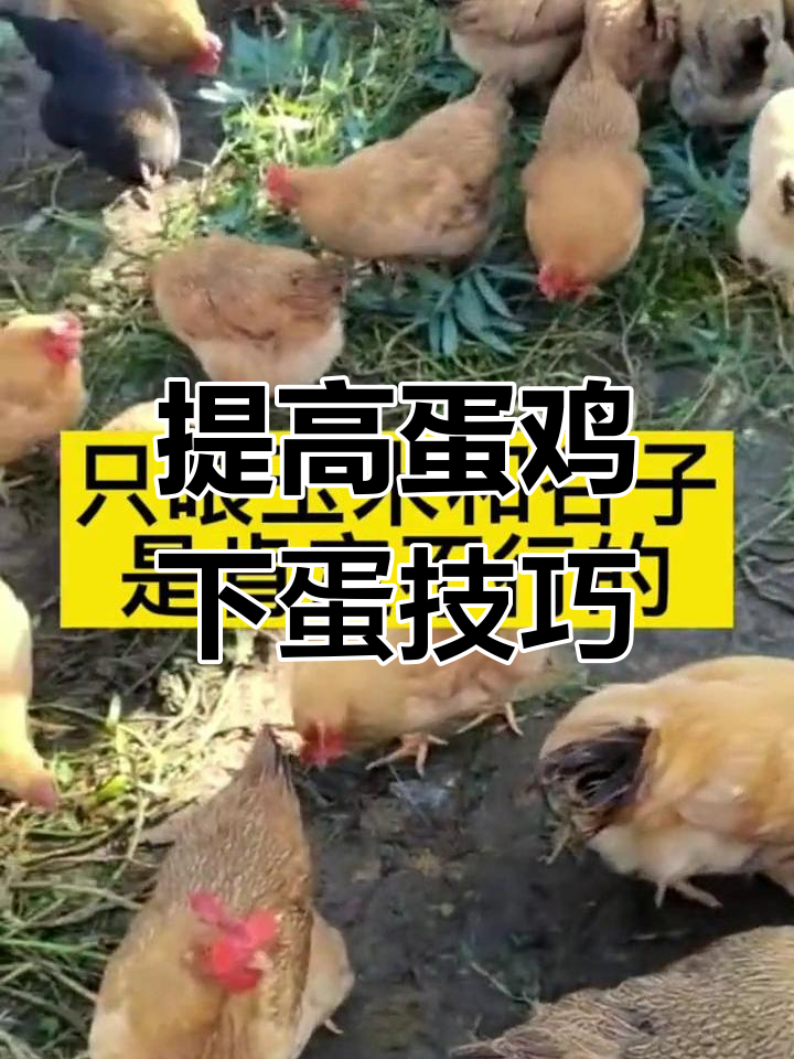 蛋鸡饲料配方提升产蛋量