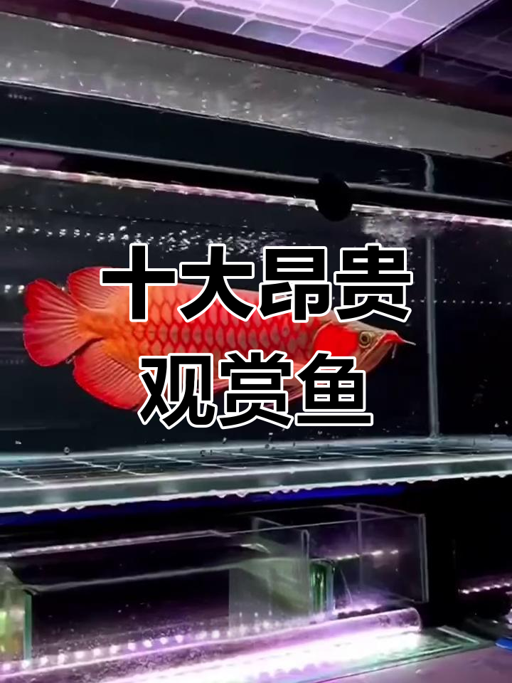 世界最贵观赏鱼排行榜,第一名竟值409万
