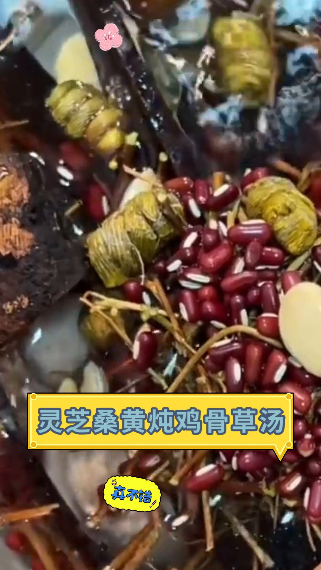灵芝桑黄炖鸡骨草汤