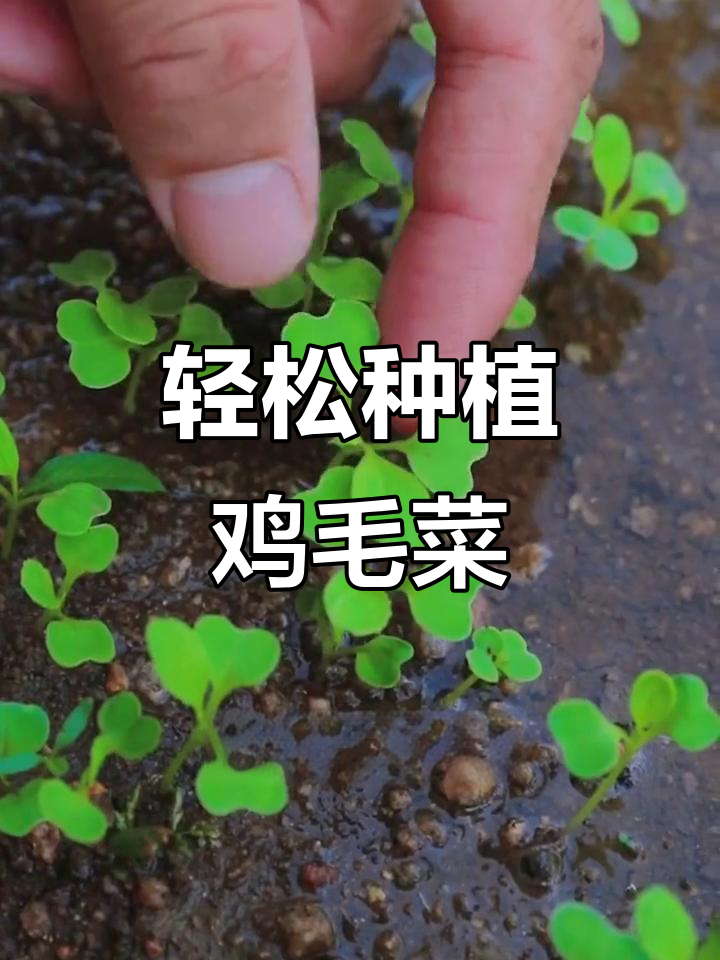 阳台种鸡毛菜,简单又快速!从播种到收获全攻略