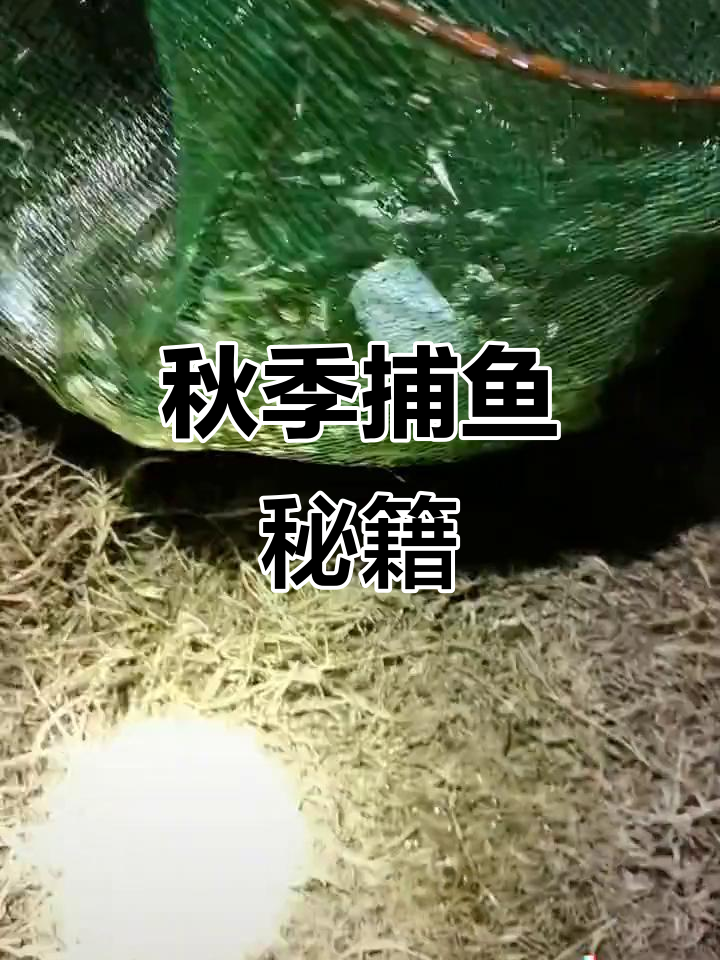 自制饵料,秋冬抓麦穗鱼神器!效果超群