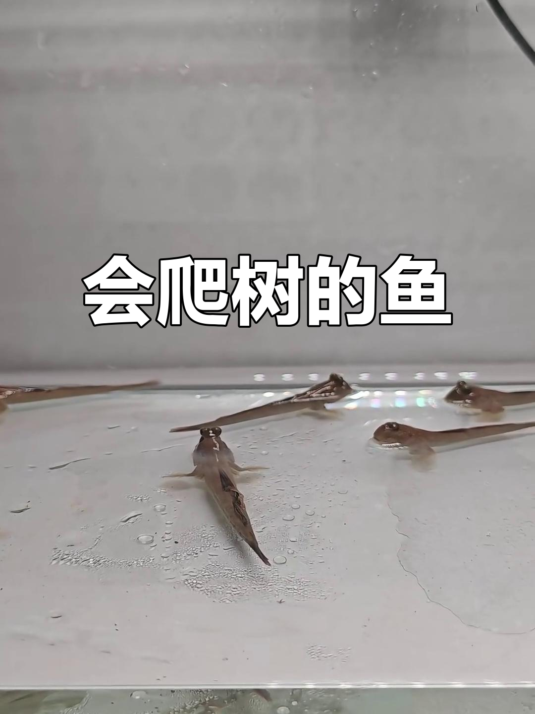 跳上树的鱼?神奇盘涂鱼的雨林生活