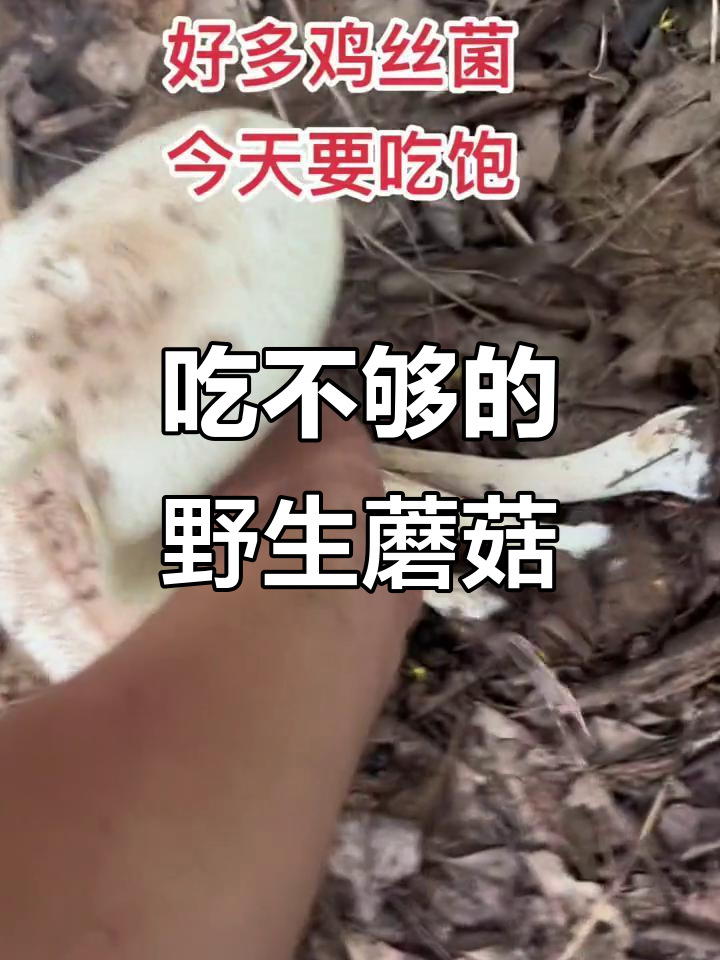 捡不完的鸡丝菌,吃个够!