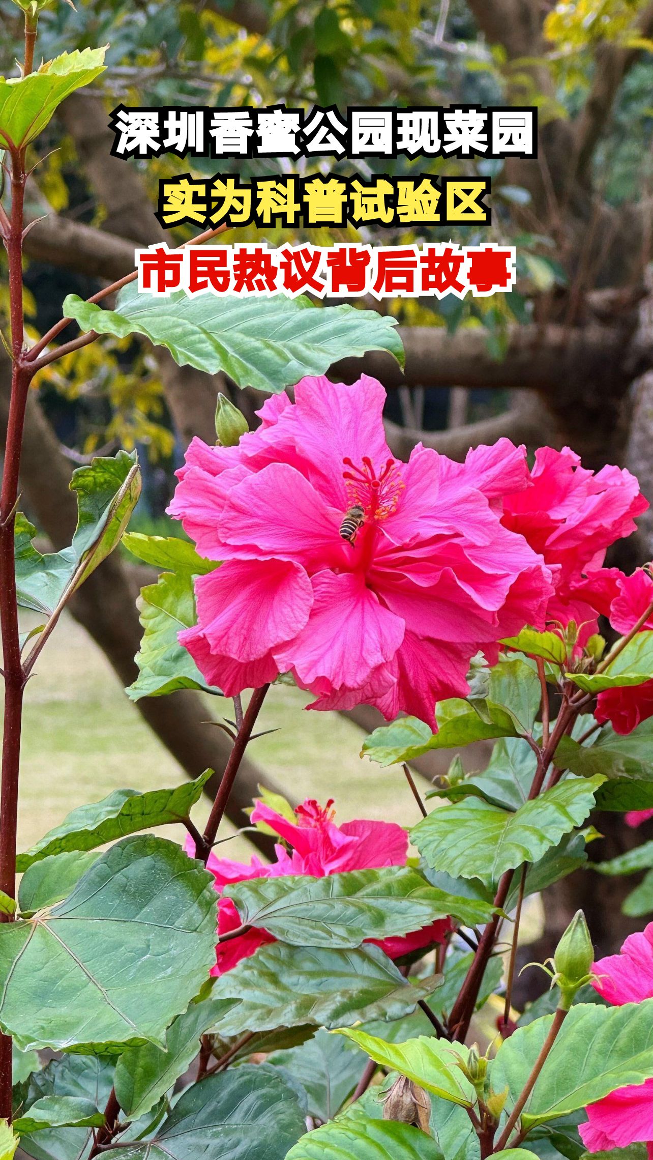 深圳香蜜公园惊现私家菜园?真相竟是科普教育基地!