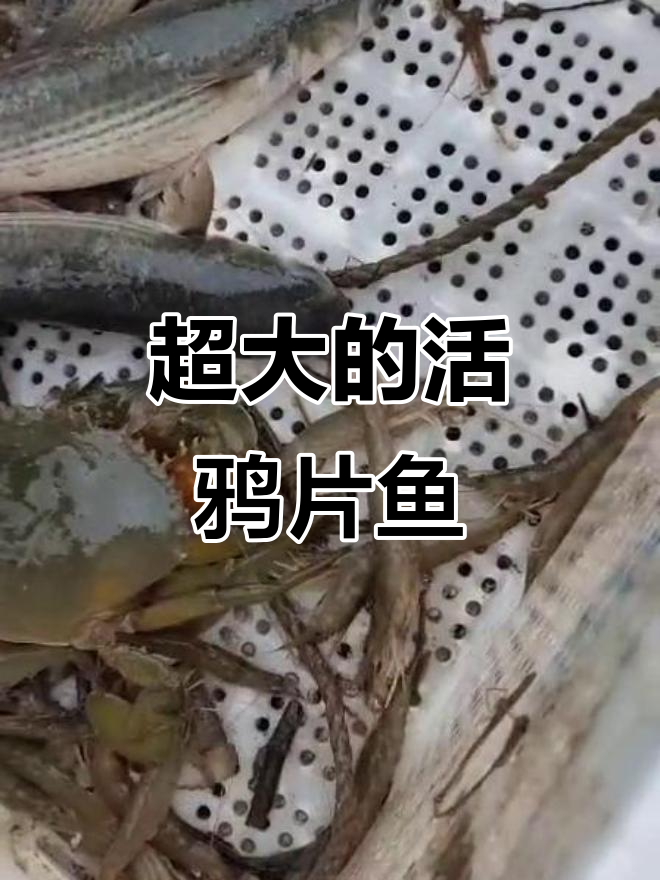 见过这么大的活鸦片鱼吗?简直惊艳!