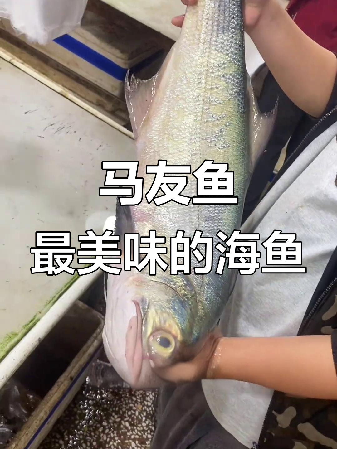 岭南第一鱼,马友鱼的鲜美与营养秘密
