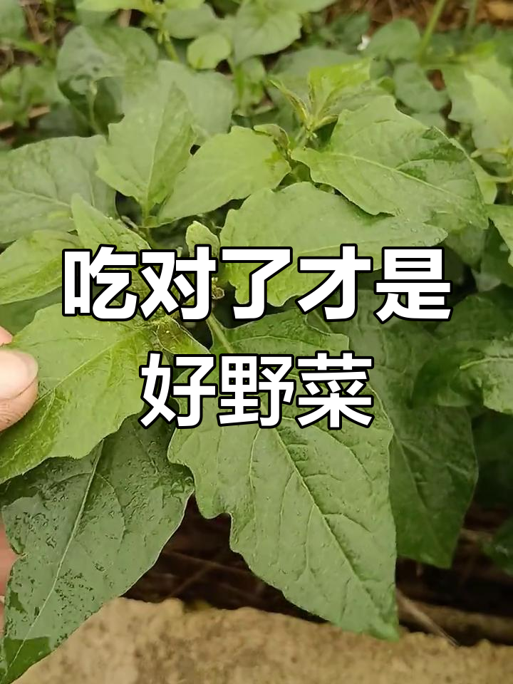 春季野菜大揭秘:白花菜与鬼针草的区别,你吃对了吗?