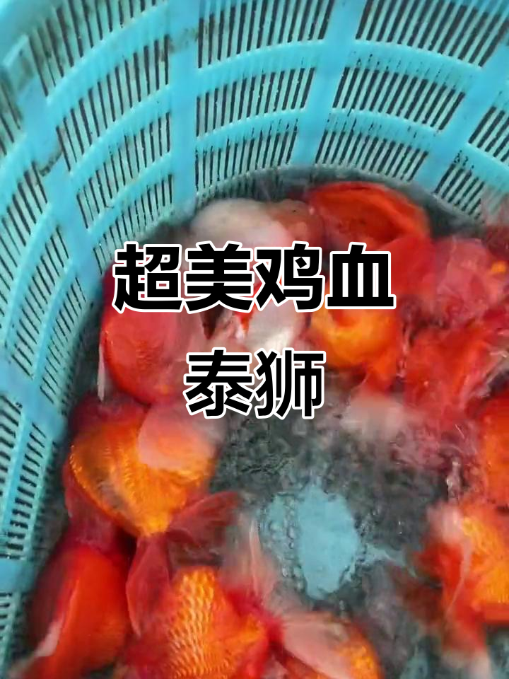鸡血红巨狮金鱼,17-20公分超震撼观赏体验