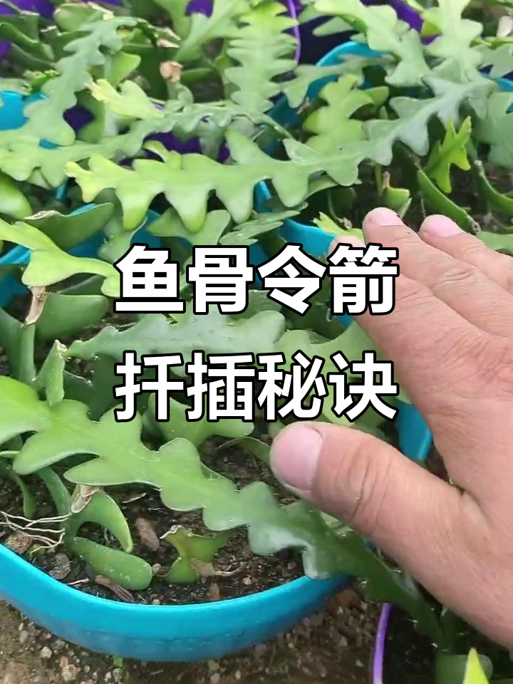 鱼骨令箭扦插技巧,枝条晾干提高成活率