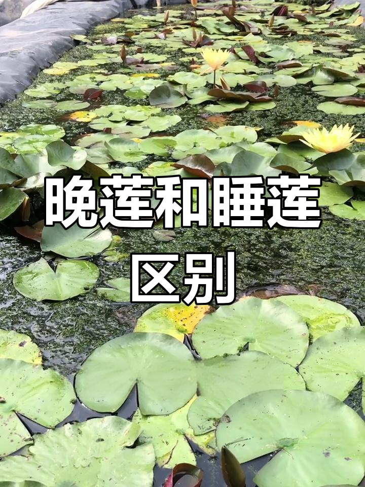 晚莲与睡莲的区别:叶片、根茎全解析