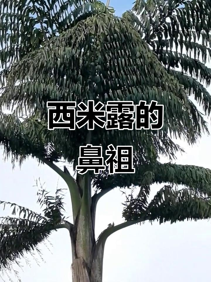 鱼尾棕：西米露的秘密来源，竟是这种可爱大树