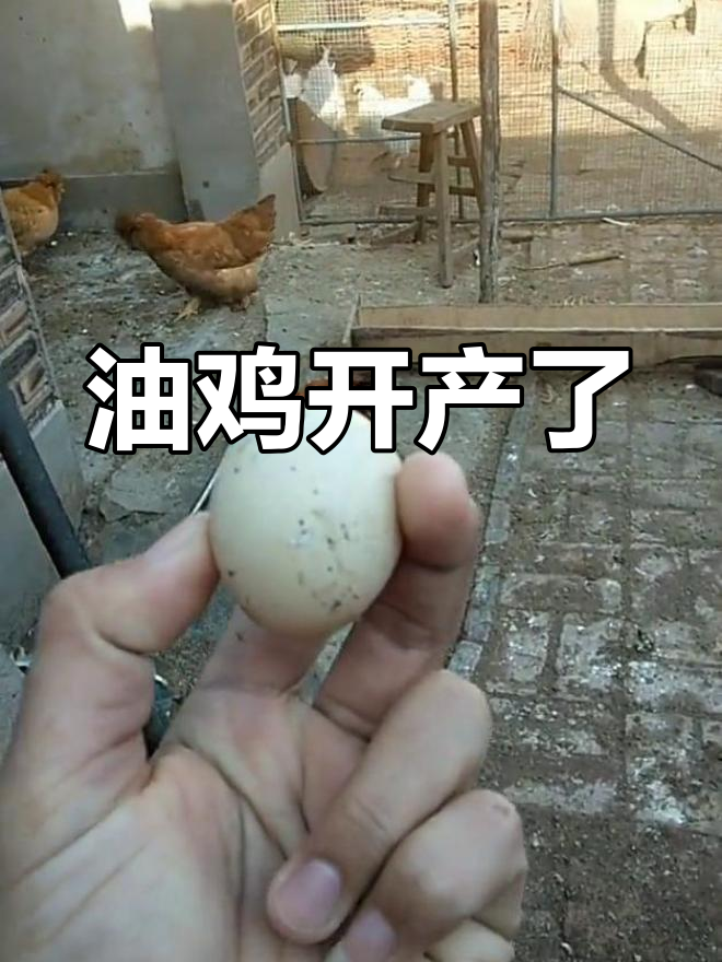 北京油鸡终于开产,春天到来前关注我领种蛋!