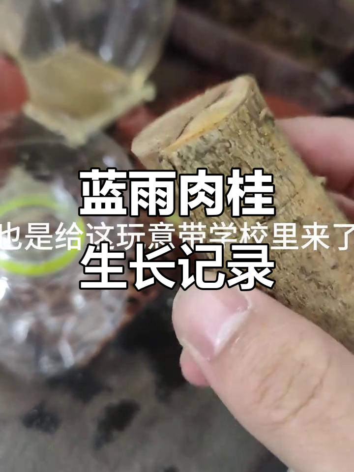 兰屿肉桂水培观察:小绿芽意外夭折,期待新生命