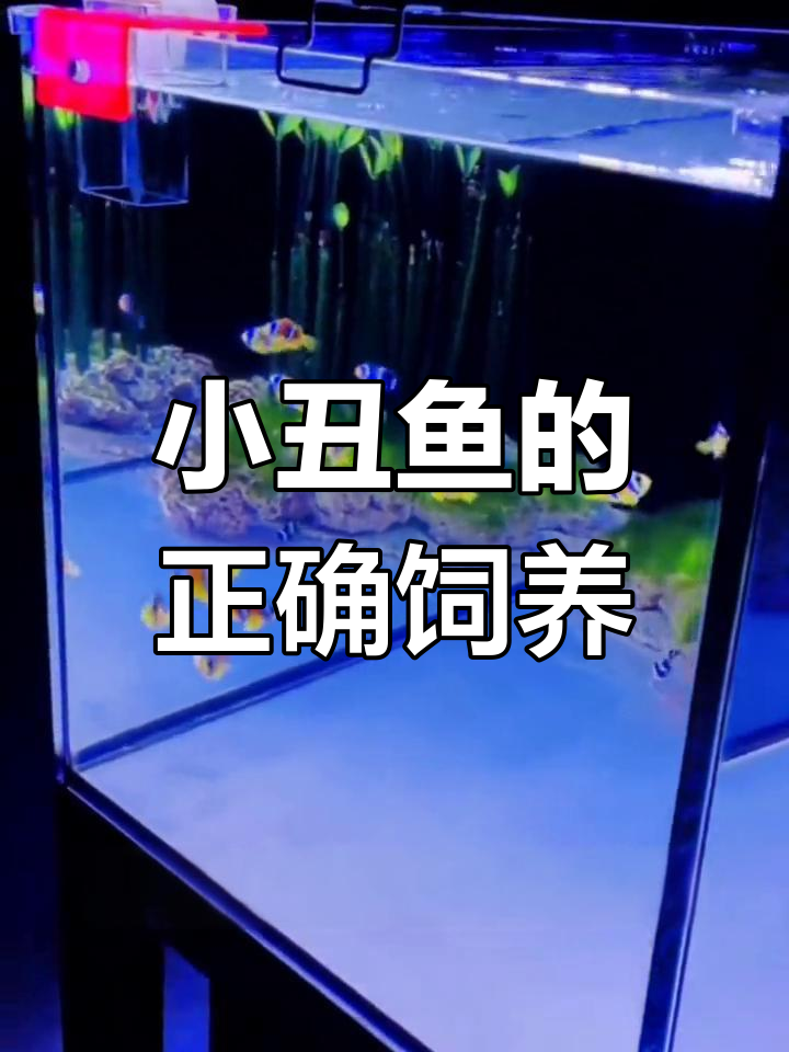 小丑鱼混养指南:如何选择适合的品种
