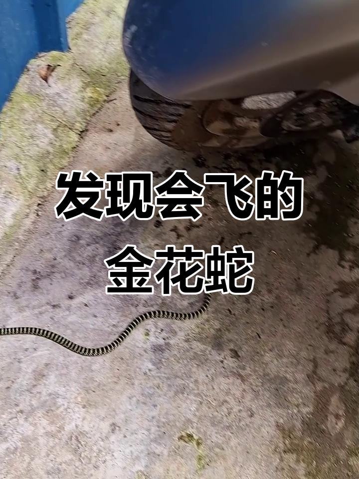 金花蛇惊现摩托车,飞行能力让人惊讶