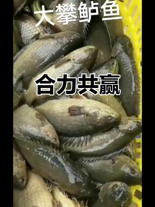 杂交攀鲈鱼养殖,携手共创辉煌!