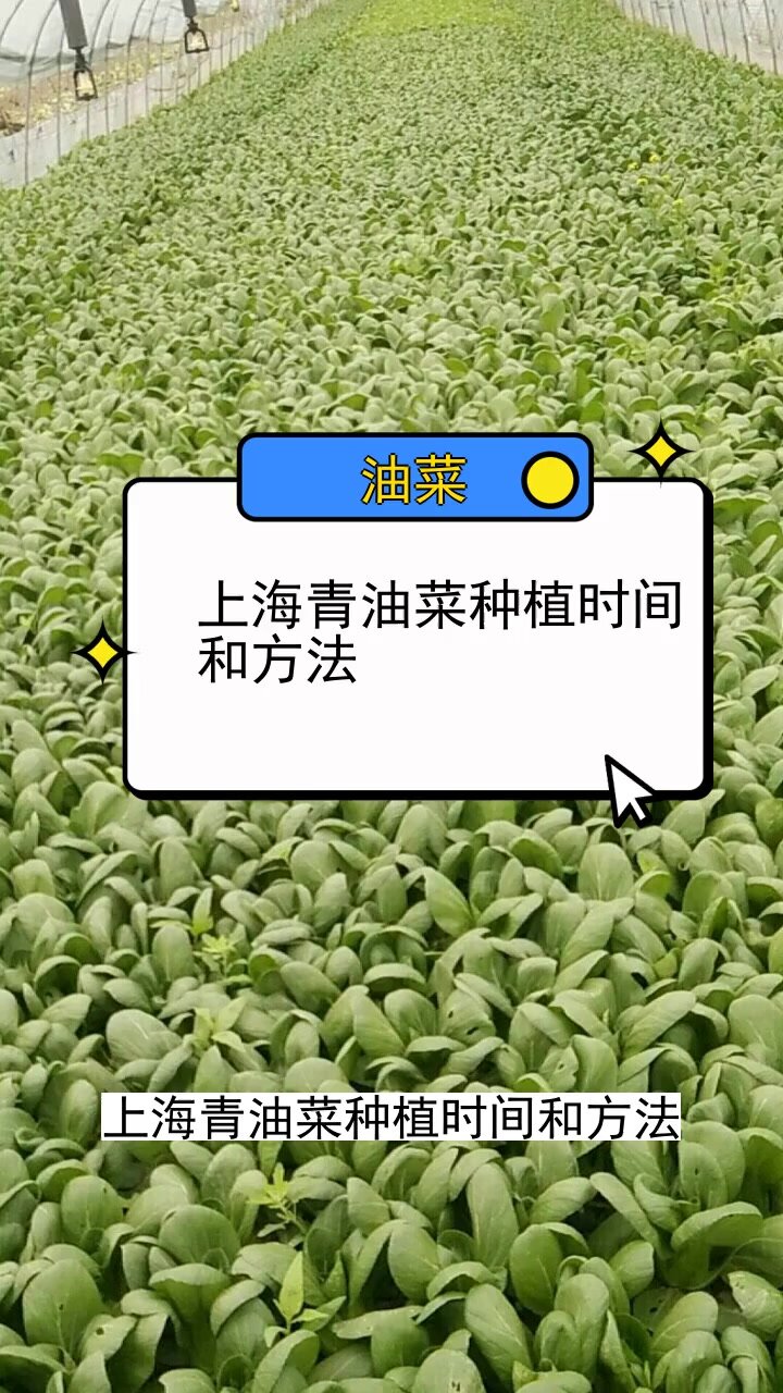 上海青油菜种植时间和方法