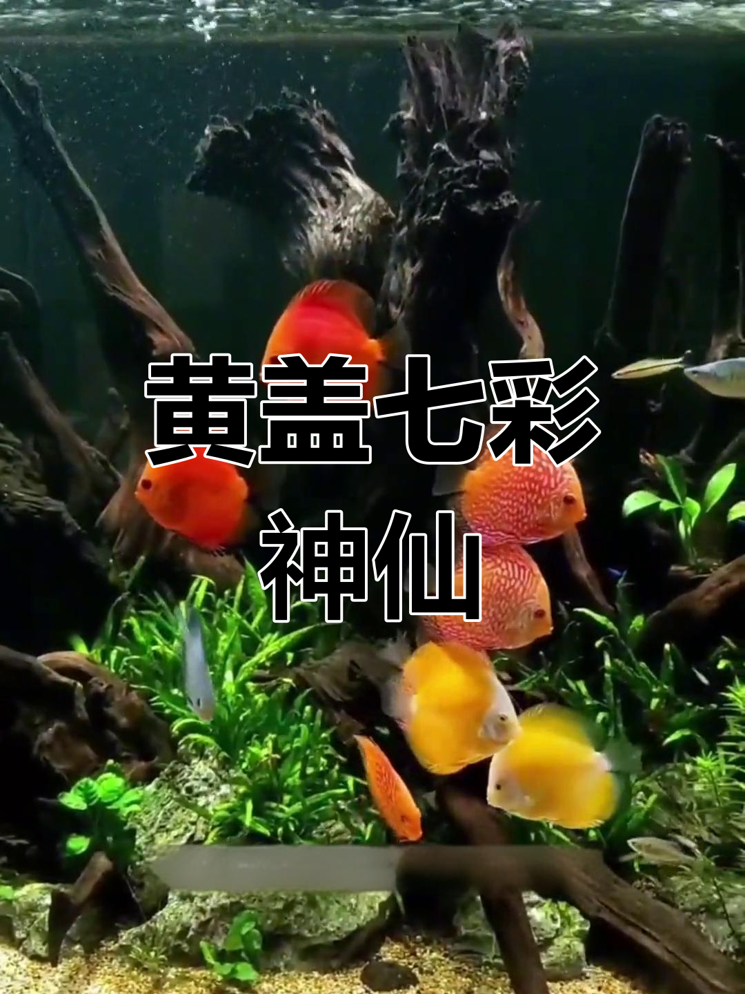 七彩神仙鱼,黄盖白化品种解析与养殖技巧