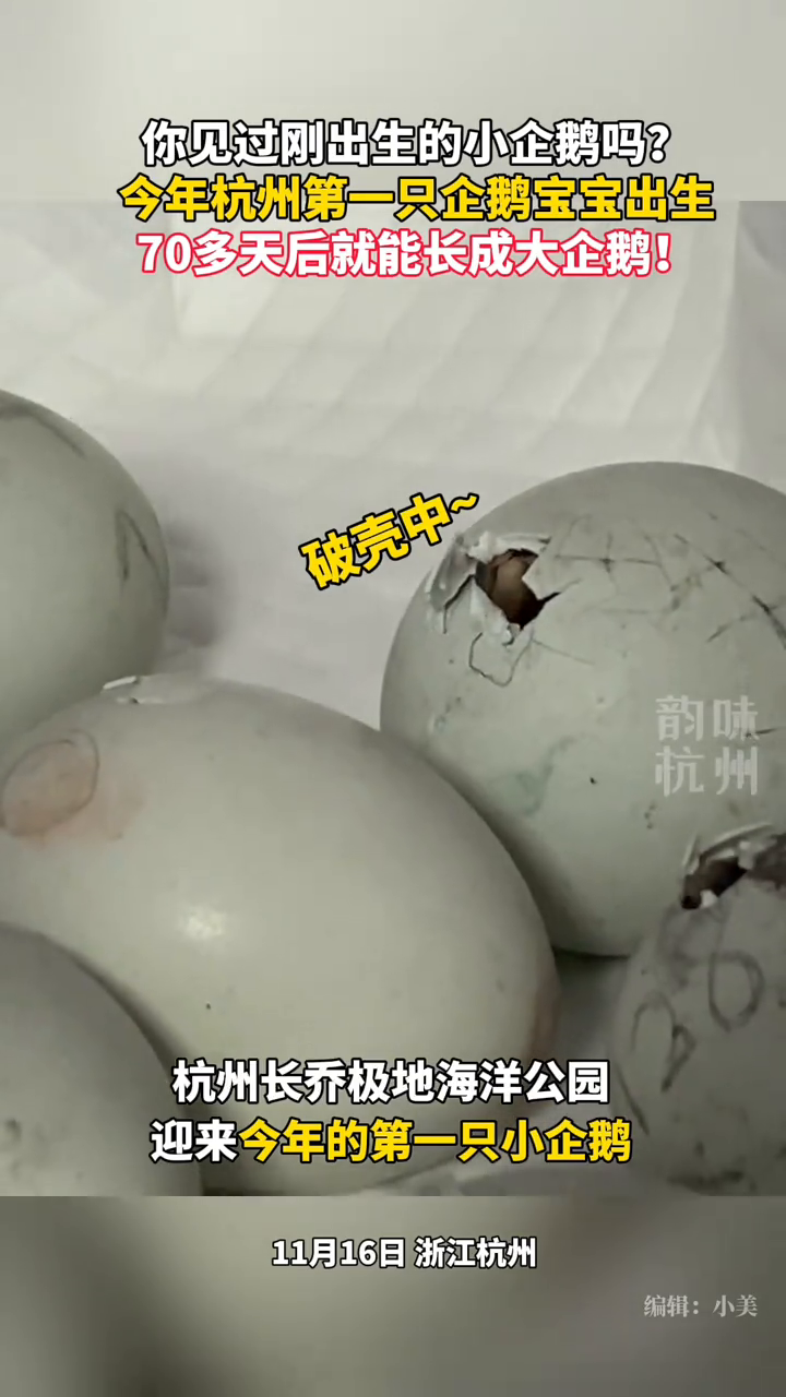 今年杭州第一只企鹅宝宝出生,模样超可爱!