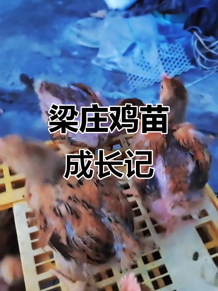 梁庄鸡苗,麻黄品种大揭秘:从八两到一斤的成长之路