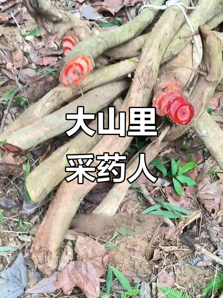 深山里的野生鸡血藤,坚韧如铁的抗争与力量