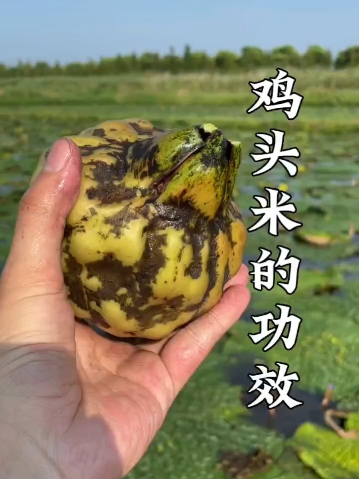 鸡头米的功效