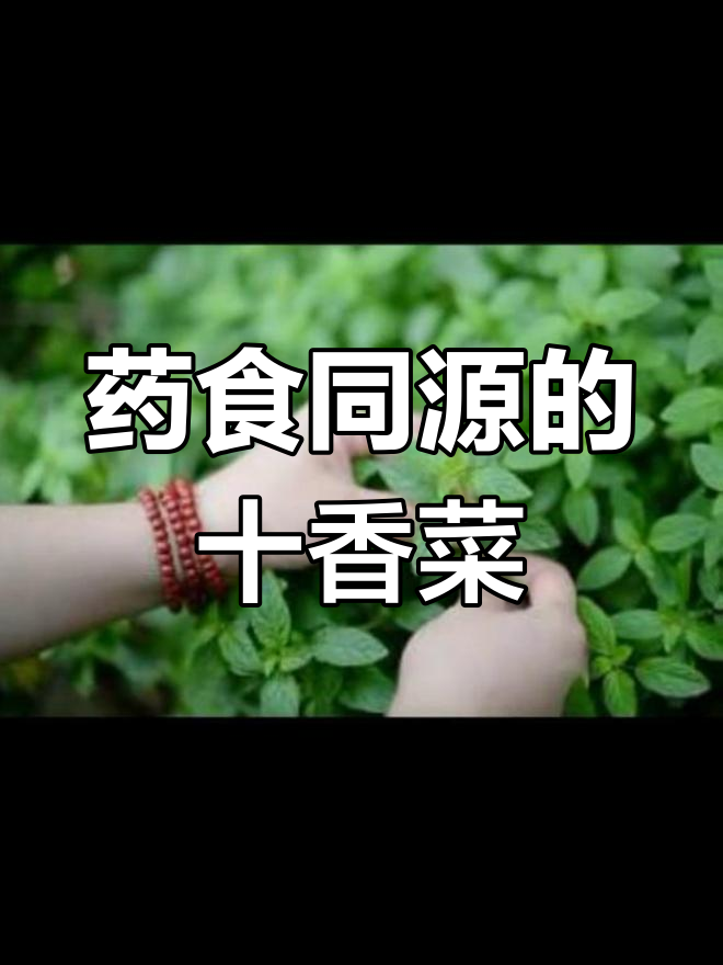 十香菜的多重功效与应用