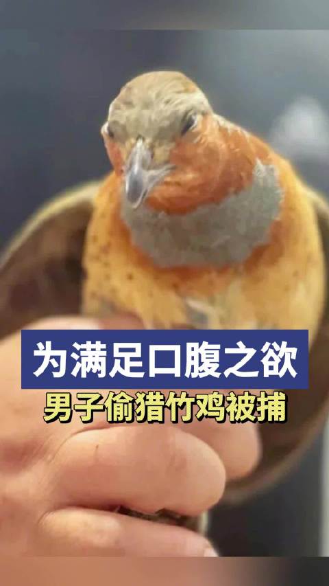 「男子因嘴馋诱捕野味落网」仅仅为了口腹之欲,男子播放雌鸟求偶声诱捕雄鸟。5月16日,攸县警