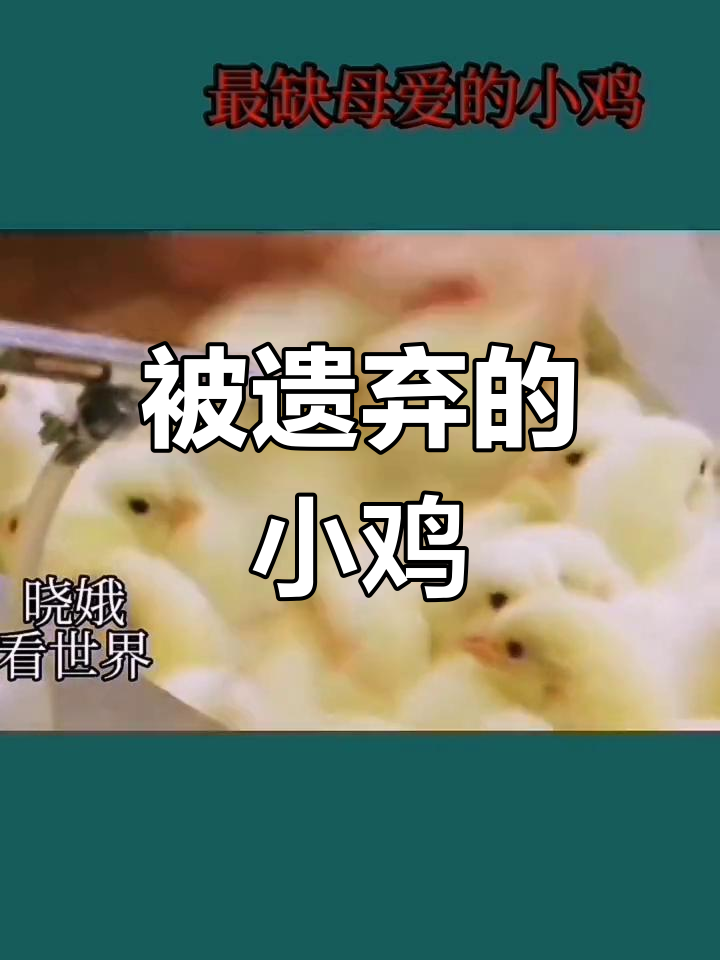 工厂流水线上的小鸡悲剧
