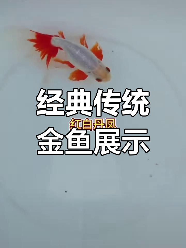 传统金鱼大赏:红白丹凤、紫金凤尾蛙眼等珍稀品种一览